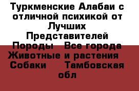 Туркменские Алабаи с отличной психикой от Лучших Представителей Породы - Все города Животные и растения » Собаки   . Тамбовская обл.